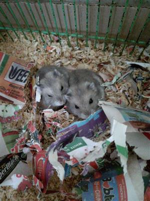 Hamsters for sale