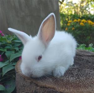 Flemish Giant Rabbit