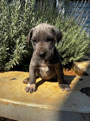 Great Dane puppies