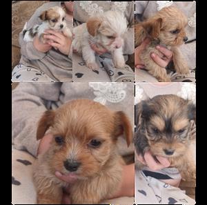 yorky male pups