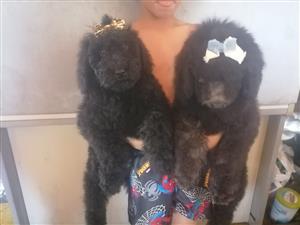Standard poodle male puppies