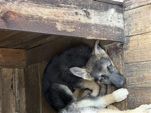 German shepherd puppies for sale