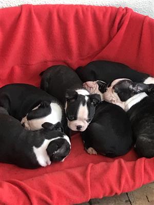 Boston Terrier Pups for sale