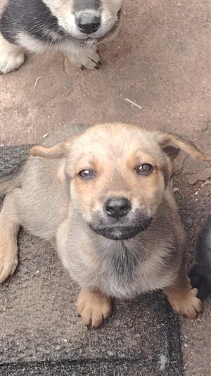 Labrador x husky puppies 