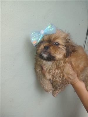 Pekingese female puppy 