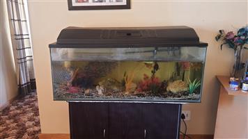 Fish tank with fish for sale