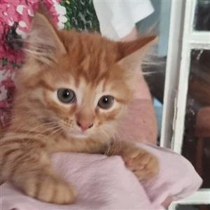 Maine Coon cross Ragdoll