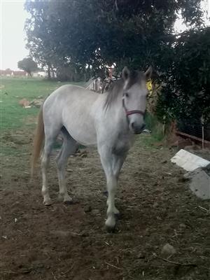 Beautiful Umbacked Stallion Horse for sale