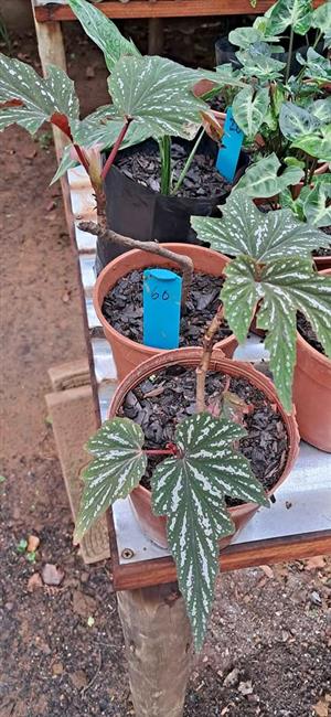 Begonia plants for sale