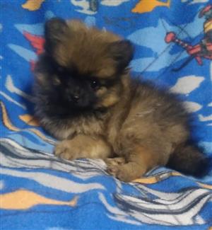 Beautiful tiny pomeranian