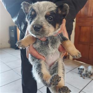 Australia Cattle dog puppies for sale
