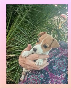 Jack Russell 