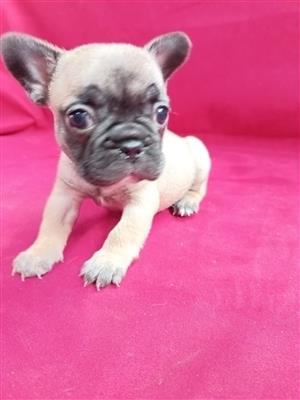 Frenchie French Bulldog puppies