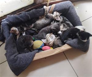 Brazilian Shorthair Mix Kittens. 8 Weeks old. Eating solids. Litter box tra