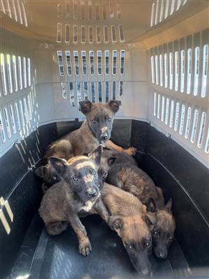 Balgian malinois   puppies x Durham shepherd puppies 