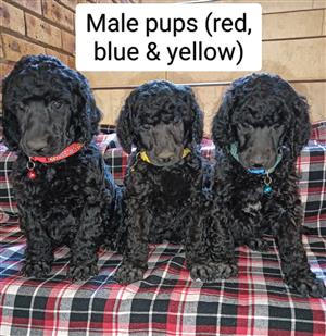 Standard French Poodle Puppies 