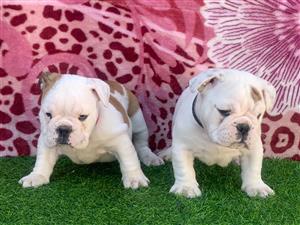 Gorgeous English bulldog puppies available