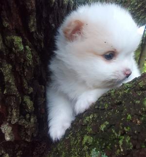 Pomeranian Toypom Male puppy 