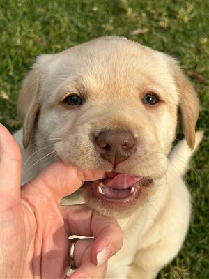 Beautiful pure bred Labrador puppies looking for loving homes end of July. 