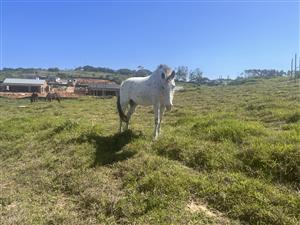 LAND IN THE EQUESTRIAN ESTATE - SECTION K