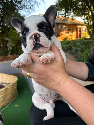 French Bulldog puppies KUSA REGISTERED