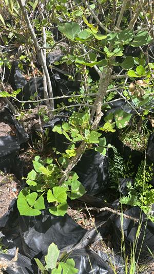 Real Yellowwood Trees – Podocarpus latifolius (Indigenous Saplings) & Other Tree