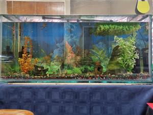 3 feet fish tank