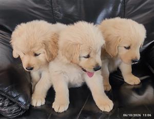 Gorgeous Golden Retriever puppies available 