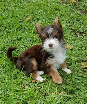 biro yorkie puppies for sale