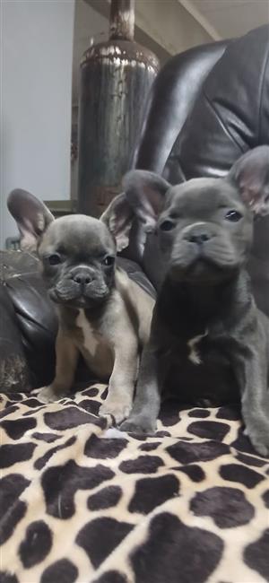 Gorgeous French bulldog companions available (females 