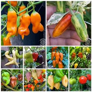 Rare And Unusual Chilli Seeds 