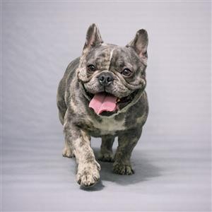 Mika : Frenchie Private Placement Collection