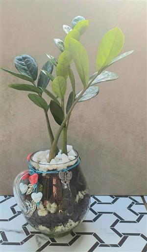 ZZ Plant in a beautiful glass jug