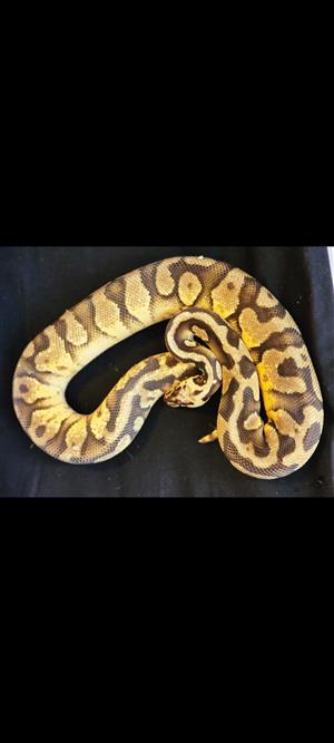 4 ball pythons 3 males and 1 female with enclosures and stand