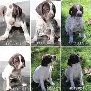 German Short Haired Pointer Pups