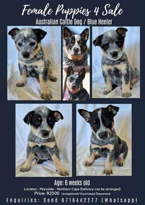 Australian Cattle Dog/ Blue Heeler Puppies for sale