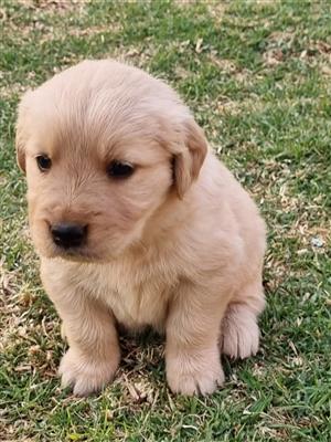 Stunning Golden Retriever puppies available