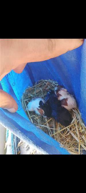Guinea pigs 