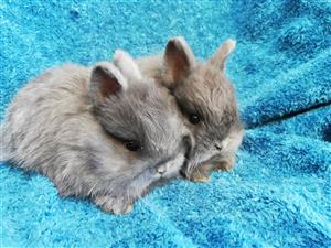 Angora dwarf Rabbits