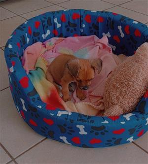 Selling Chihuahua 9weeks free sleeping bed