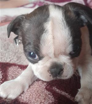 Boston terieers te koop 2 males 3 females