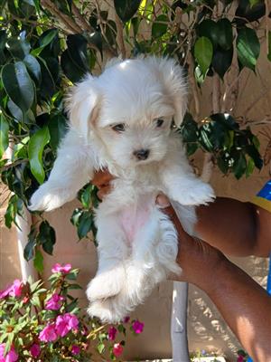 Gorgeous maltese available 