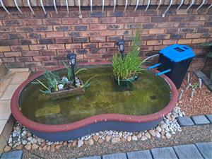 Fish Pond 