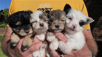 Puppies Morkies