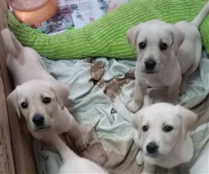 Labrador x retriever puppies for sale