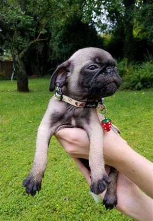 Pure breed pug puppies