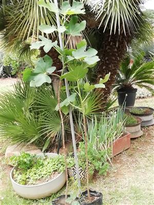 Bargain! Fig plants in plastic pots