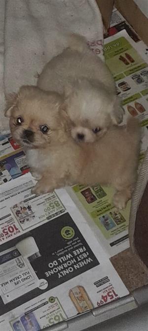 Pure bred Pekingese puppies