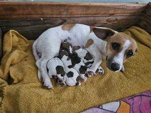 Jack Russell puppies for sale