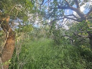 Stand for sale in Moditlo Wildlife Estate
